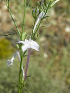 Image of flaxflowered ipomopsis