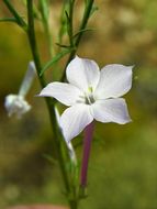 Image of flaxflowered ipomopsis