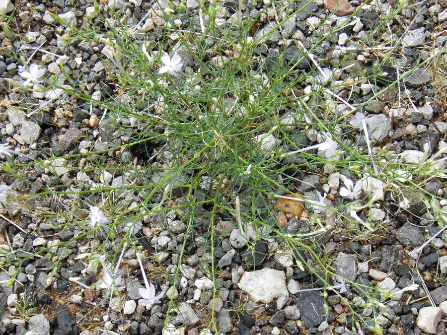 Image of flaxflowered ipomopsis