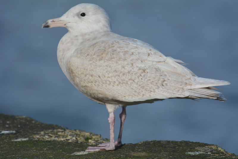 Image of Glaucous Gull