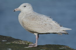 Image of Glaucous Gull