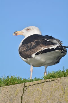 Image of Great Black-backed Gull