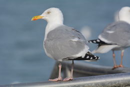 Слика од Larus argentatus argenteus Brehm, CL & Schilling 1822