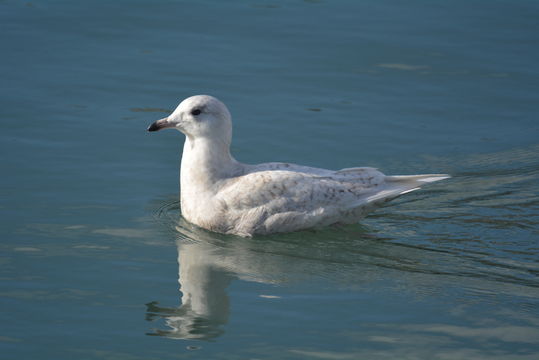 Image of Iceland Gull