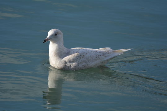 Image of Iceland Gull