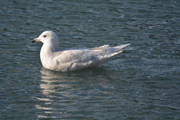 Image of Iceland Gull