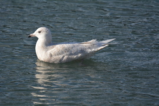 Image of Iceland Gull