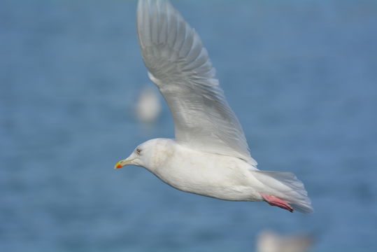 Image of Iceland Gull