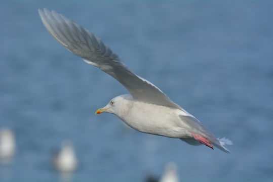 Image of Iceland Gull