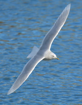 Image of Iceland Gull