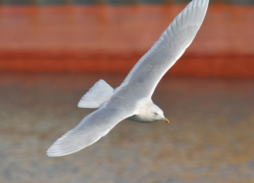 Image of Iceland Gull