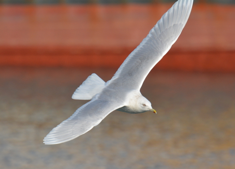 Image of Iceland Gull