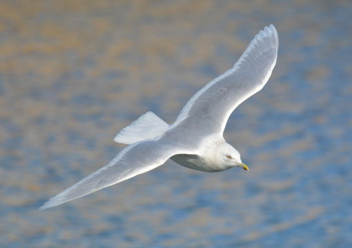 Image of Iceland Gull