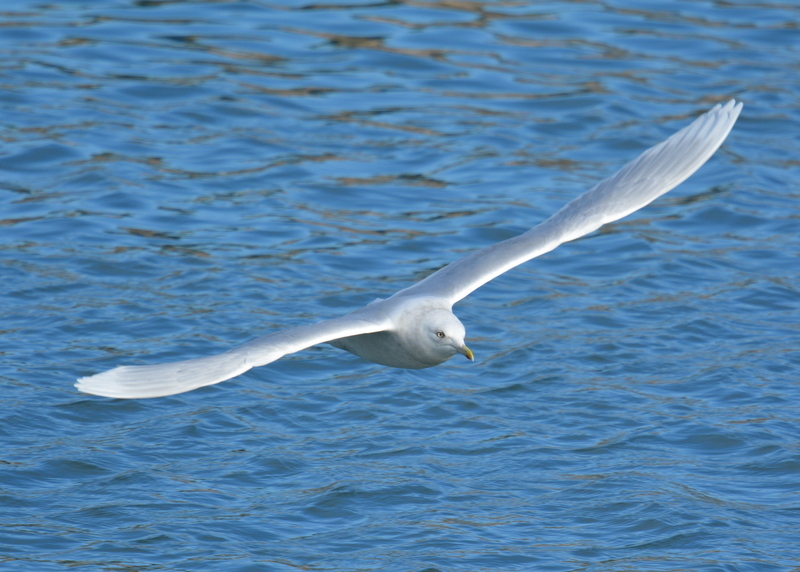 Image of Iceland Gull