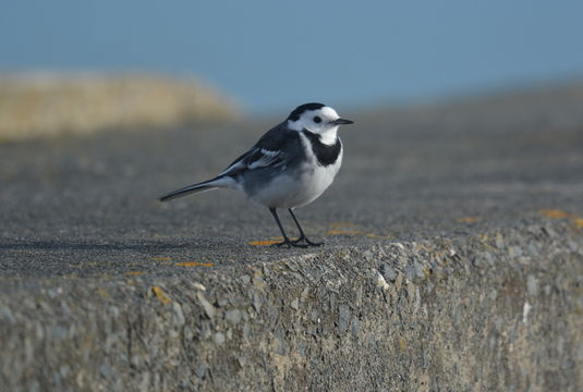 Image of <i>Motacilla alba yarrelli</i>