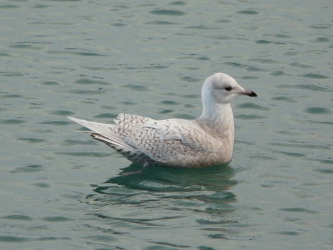 Image of Iceland Gull