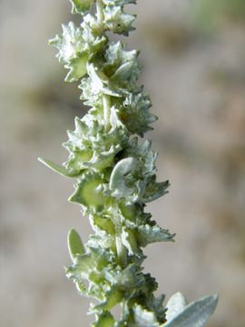 Sivun Atriplex obovata Moq. kuva