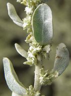 Sivun Atriplex obovata Moq. kuva