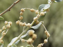 Sivun Atriplex obovata Moq. kuva