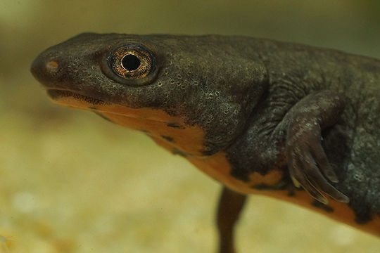 Image of Fuding Fire-bellied Newt