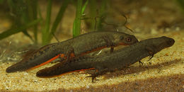 Image of Fuding Fire-bellied Newt