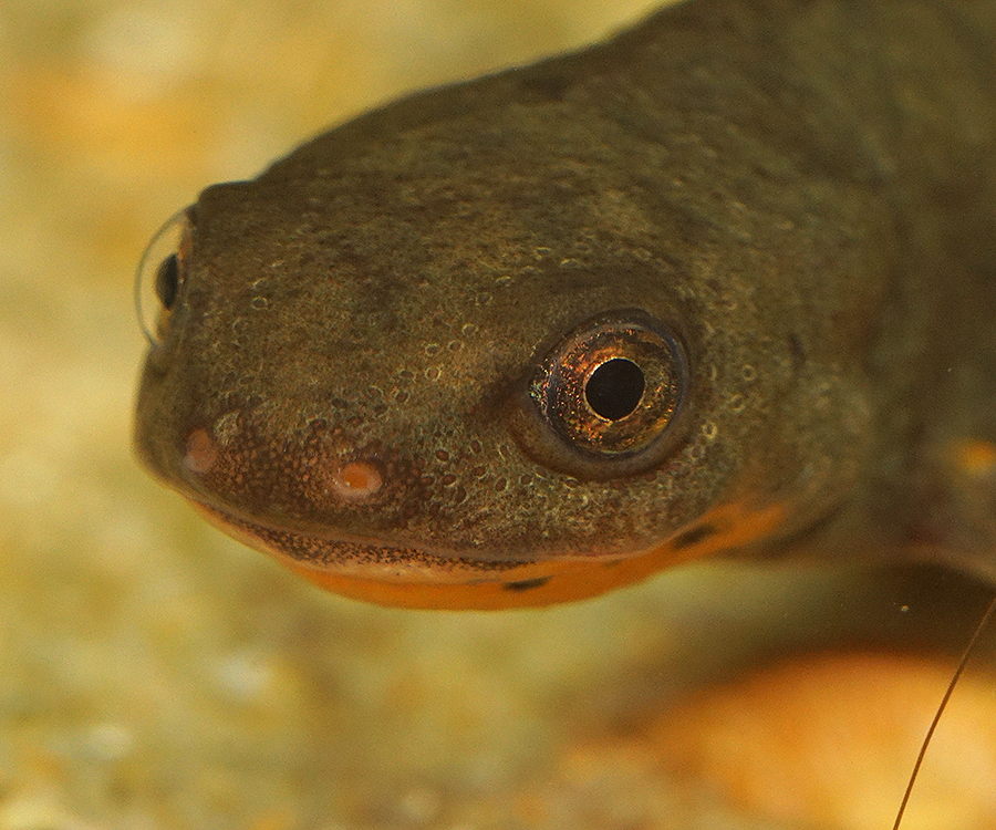 Image of Fuding Fire-bellied Newt