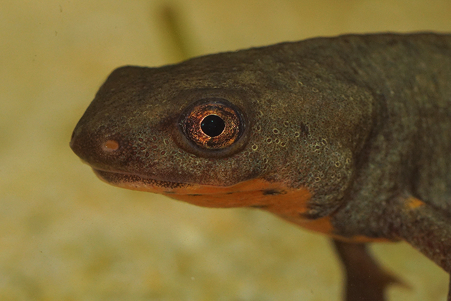 Image of Fuding Fire-bellied Newt