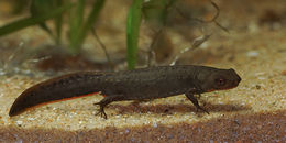 Image of Fuding Fire-bellied Newt