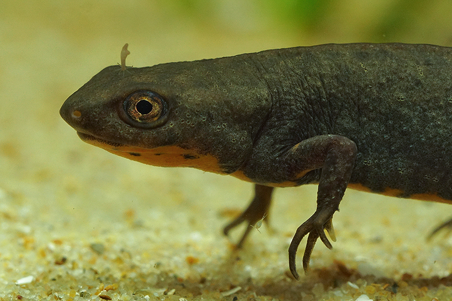 Image of Fuding Fire-bellied Newt