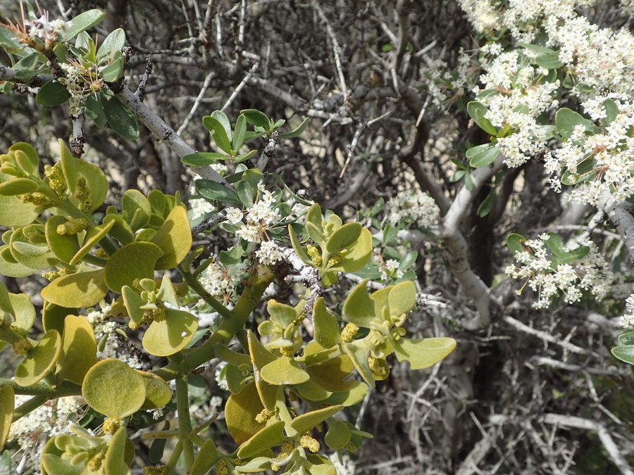 Image of Christmas mistletoe