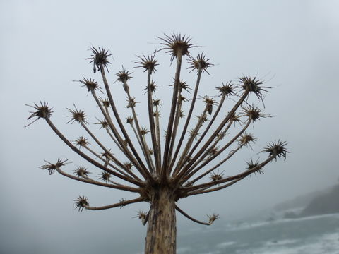 Image of Henderson's angelica