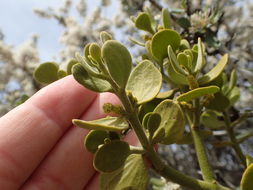 Image de Phoradendron leucarpum subsp. tomentosum (DC.) J. R. Abbott & R. L. Thomps.