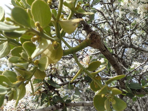 Image of Christmas mistletoe