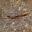 Image of Centipede