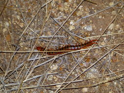 Image of Centipede