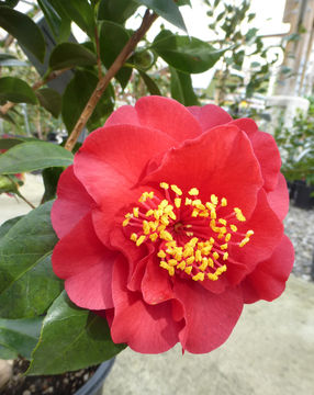 Image of camellia