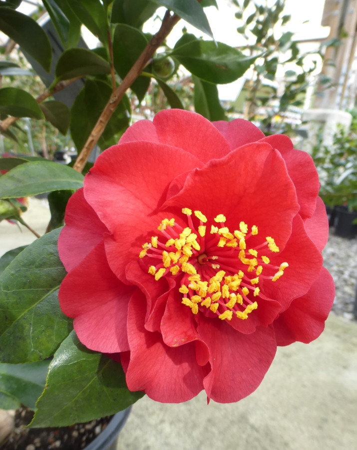 Image of camellia