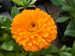 Image of pot marigold