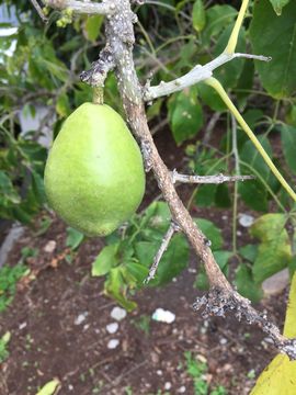 Image of white sapote