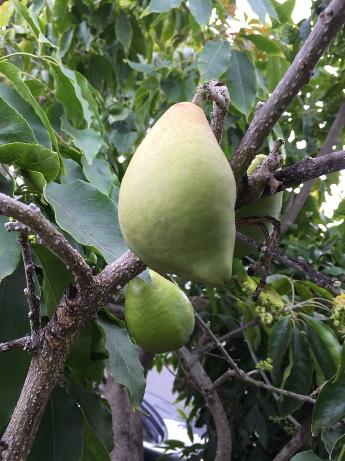 Слика од Casimiroa edulis Llave & Lex.