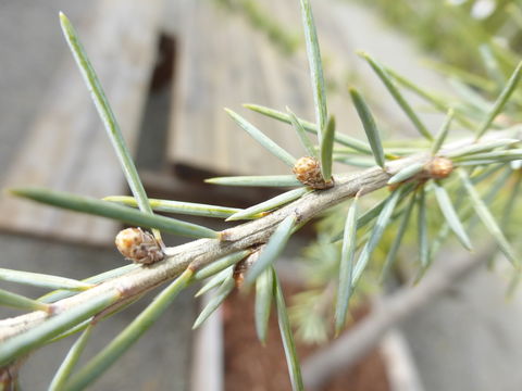 Image of Deodar cedar