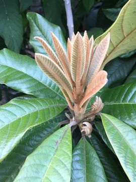 Image of loquat