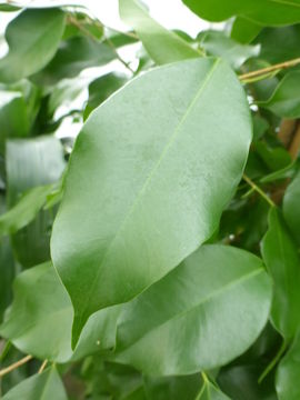 Imagem de Ficus benjamina L.