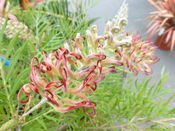 Imagem de Grevillea