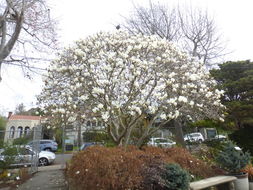 Image of Lily Tree