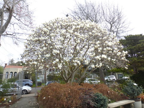 Image of Lily Tree