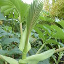 Image de Melianthus