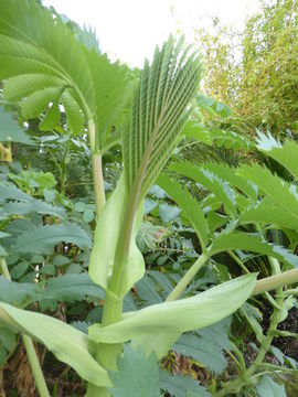 Image de Melianthus major L.