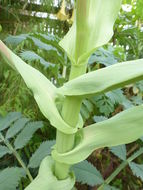 Image de Melianthus major L.