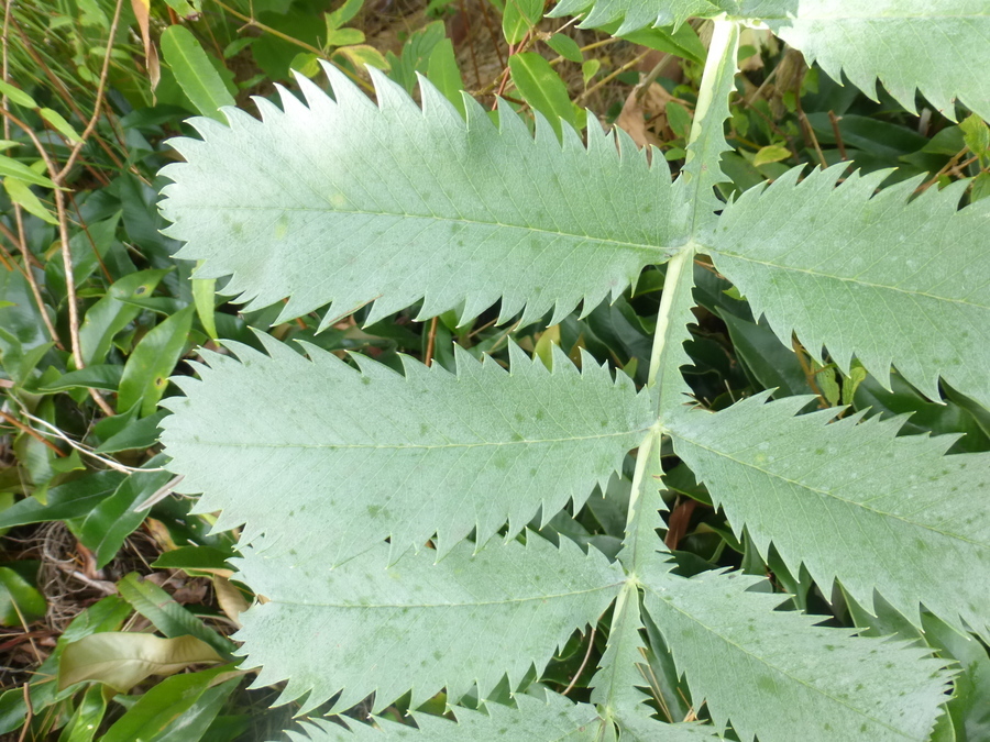 Image of Honey Bush